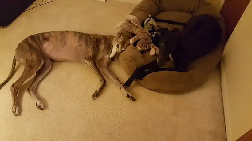 Two dogs asleep together on a dog bed