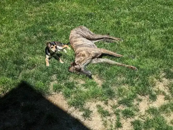 A brindle greyhound and a small dog together on a sunny lawn
