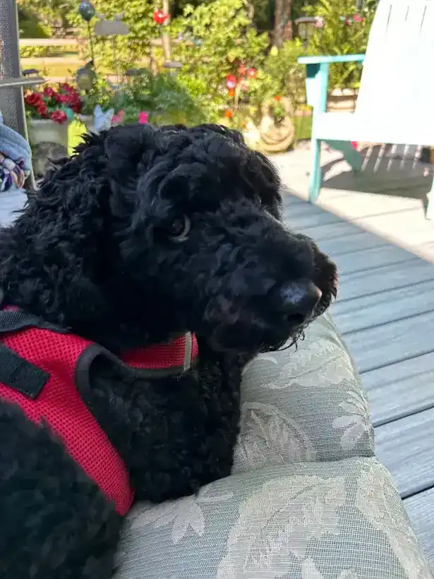 A black curly-haired dog on a porch wearing a red harness