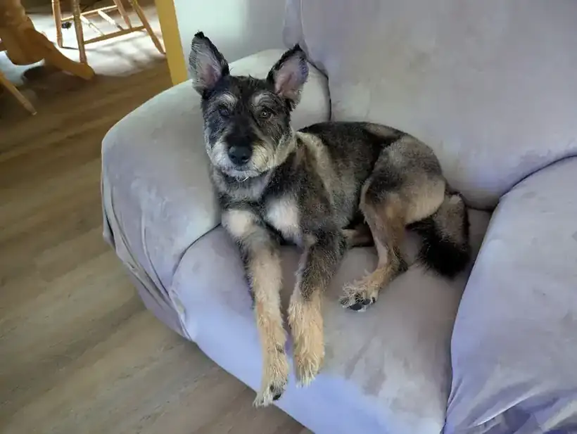 Shepherd mix resting on a lavender chair