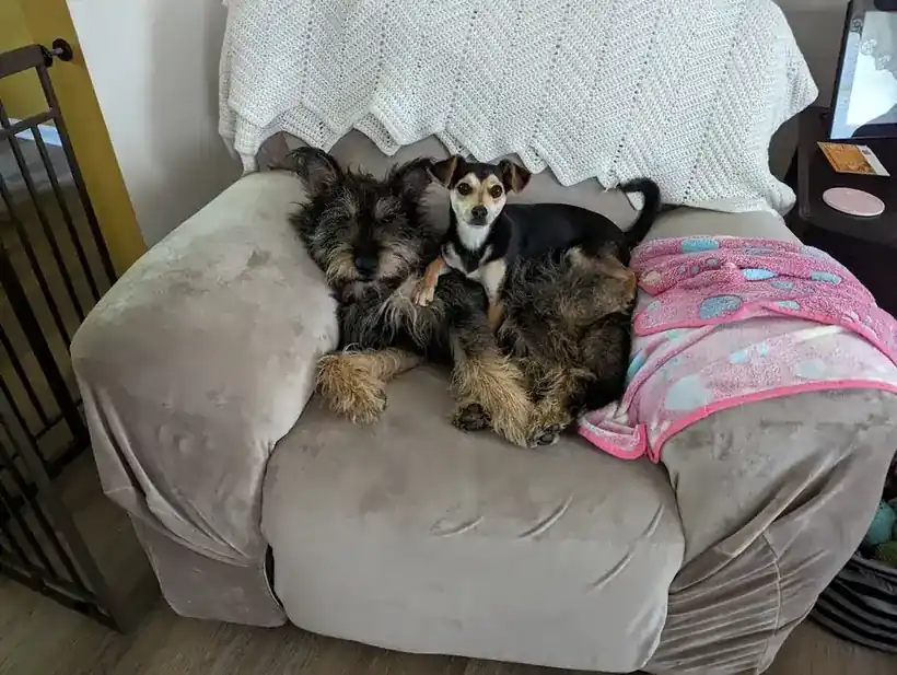 Two small dogs snuggled together on a chair under a pink blanket