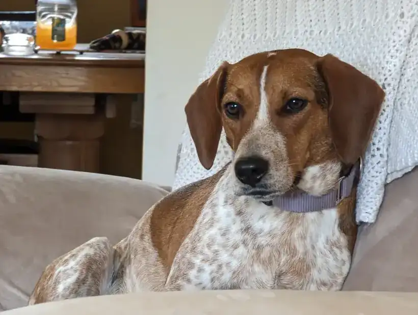 Red and white hound looking sideways from a chair