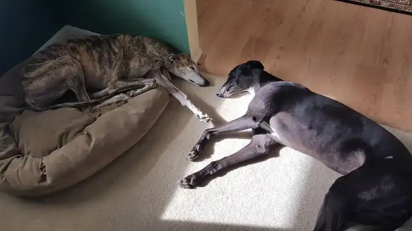Two greyhounds asleep on a dog bed in a patch of sunlight