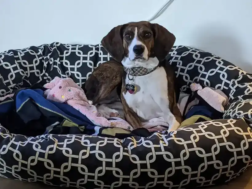 A beagle mix sitting in a dog bed