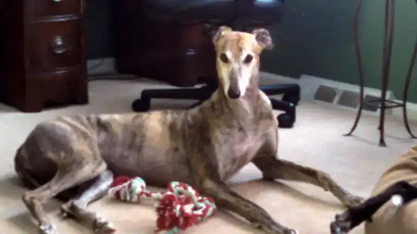 Brindle greyhound lying on a carpet with toys around