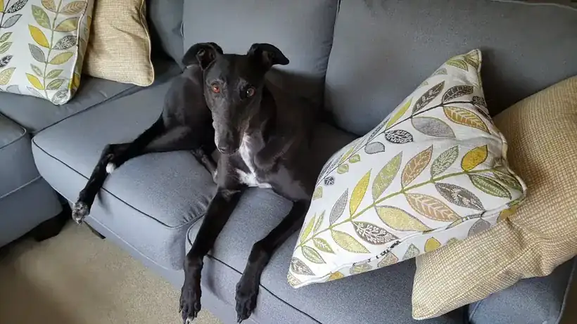 Black greyhound stretched out on a grey couch with a leaf-pattern pillow