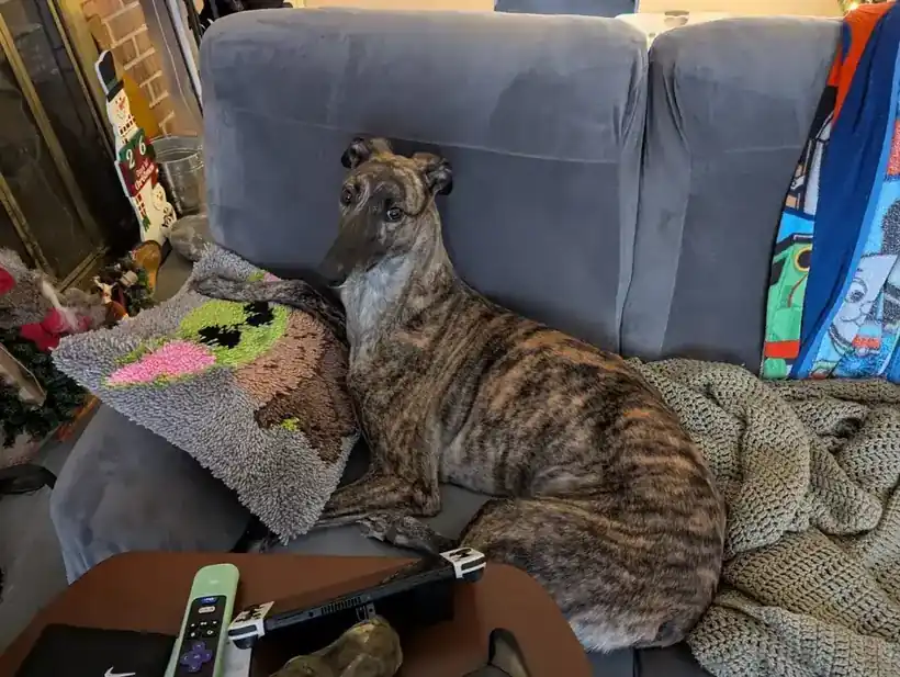 A brindle greyhound stretched out on a couch among blankets and toys