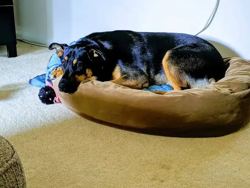 Black and tan dog curled up in a tan bed