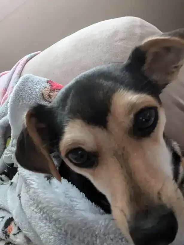 A small black and tan dog peeking out from under a blanket