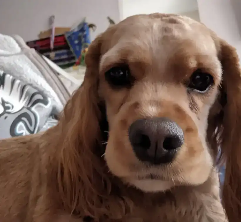 Close-up of a cocker spaniel's face looking into the camera