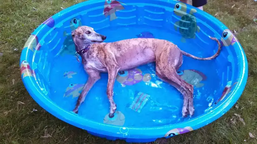 Why a Tired Dog Is a Good Dog: Exercise, Walks and Behavior