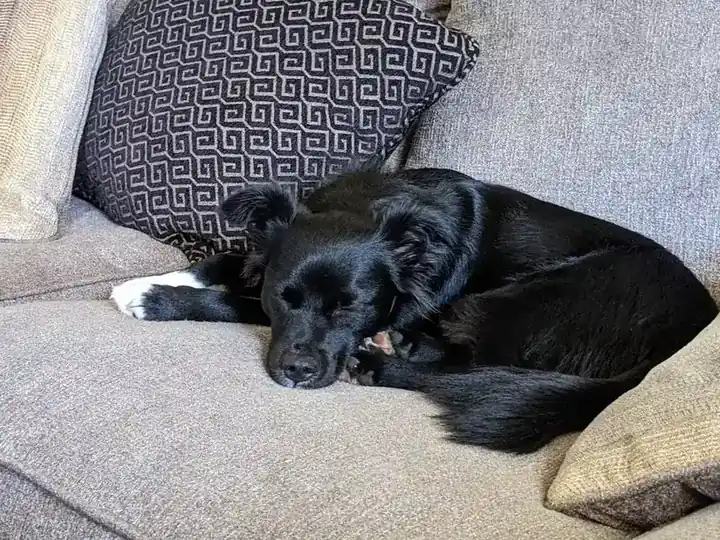 A black puppy asleep on a couch