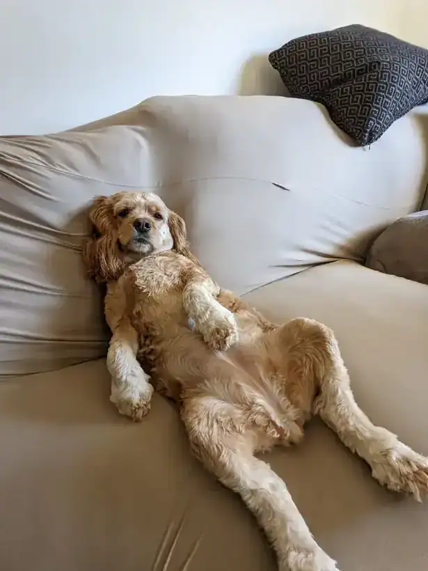 A cocker spaniel asleep on its back on a couch, paws in the air