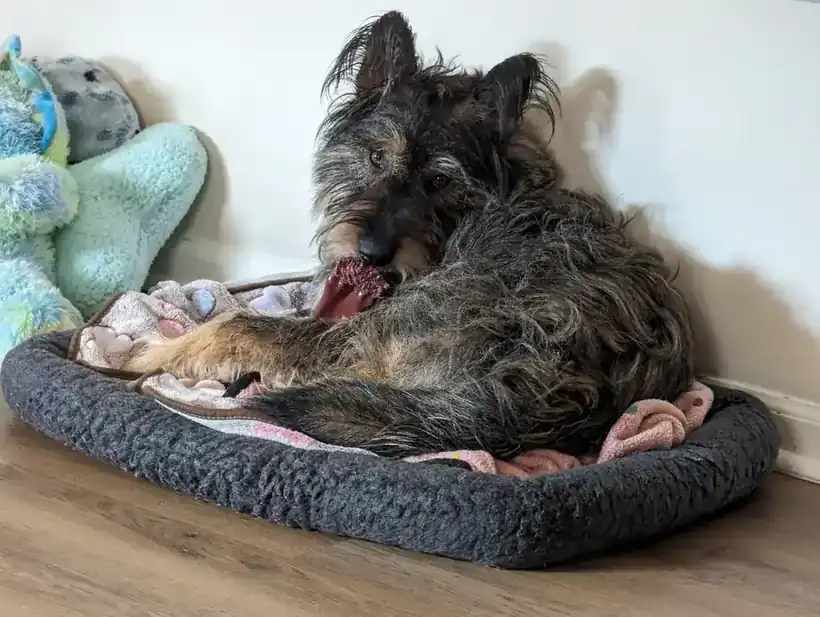 A wiry terrier mix on a grey dog bed chewing a toy