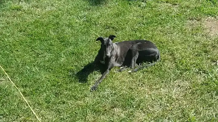 Dog walking & pet sitting