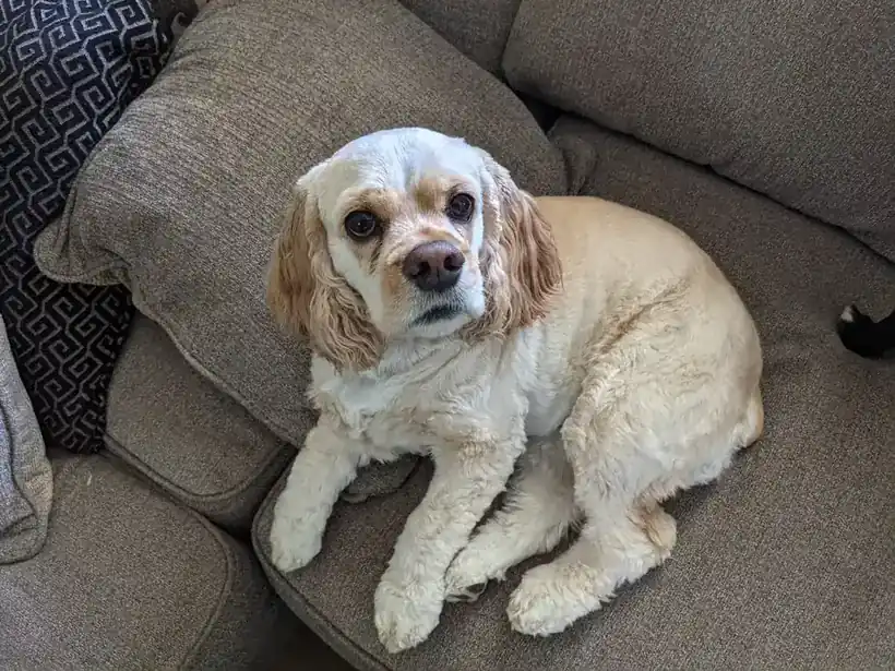 A buff and white cocker spaniel on a couch looking up