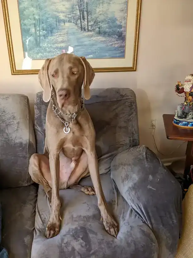 A weimaraner sitting upright on a grey armchair