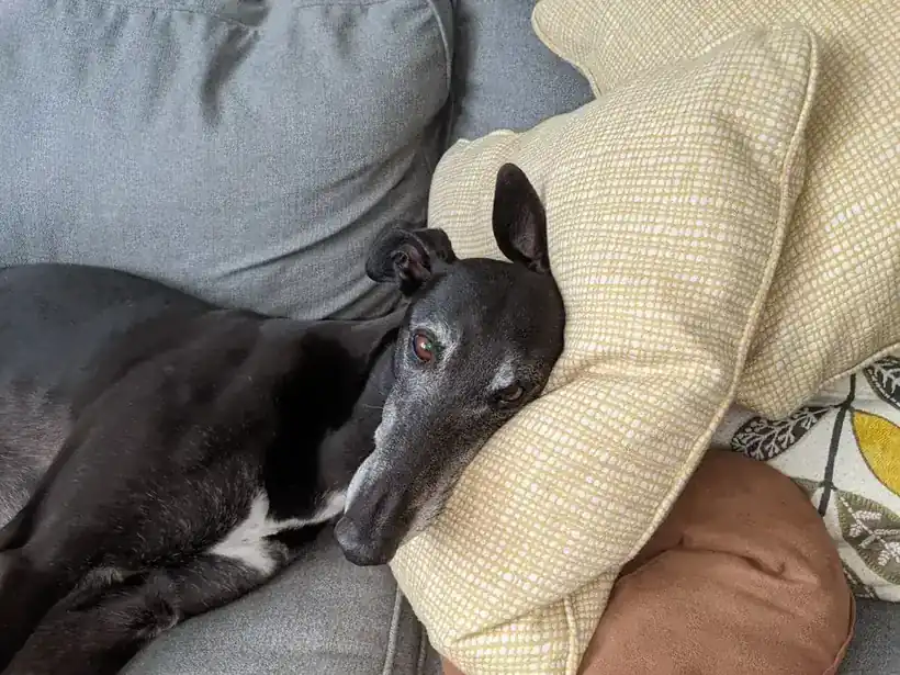 A grey-muzzled black greyhound resting its head on a yellow pillow